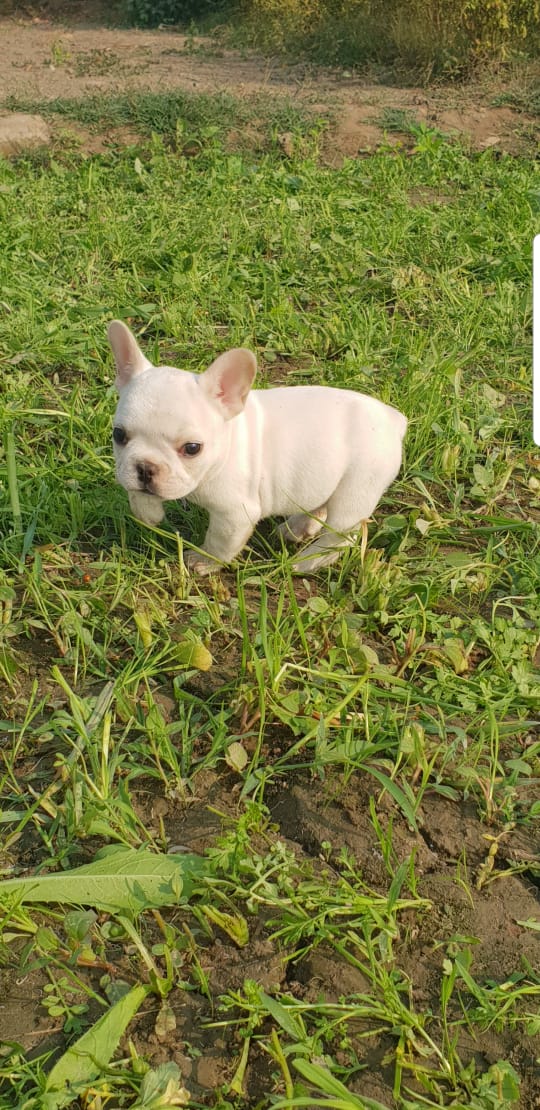 Image of French bulldog posted on 2022-03-13 14:06:50 from gujarat